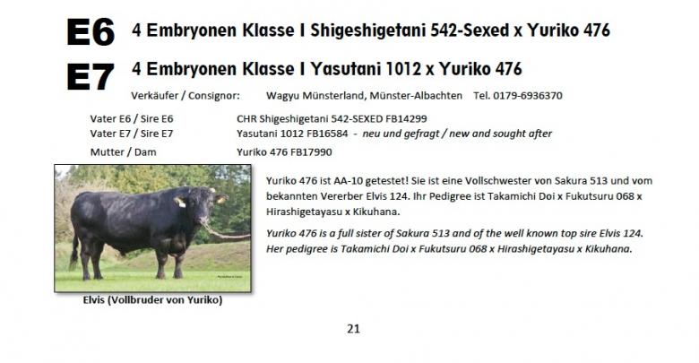 Datasheet for Lot E6: FEMALE embryos #4 SHIGESHIGETANI 542 x Yuriko 476